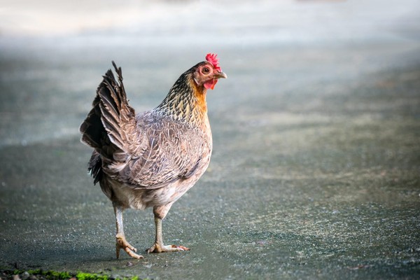 Ternyata Ayam Sudah Dipelihara Sejak 1500 SM, Dulunya Hewan Sakral