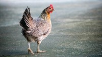 Pasukan Kalah Perang Gara-gara Cuekin Ramalan Ayam