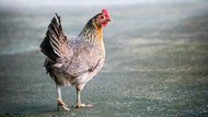 Ternyata Ayam Sudah Dipelihara Sejak 1500 SM, Dulunya Hewan Sakral