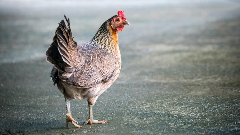 Ayam betina Ilustrasi ayam betina.