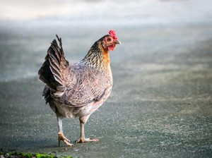 Kasus Flu Burung Bikin Khawatir, Amankah Konsumsi Daging Ayam?