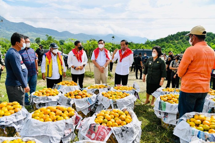 Jokowi Tinjau Kampung Jeruk di Karo