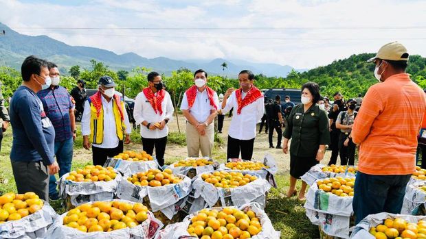Jokowi Tinjau Kampung Jeruk di Karo