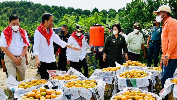 Jokowi Tinjau Kampung Jeruk di Karo