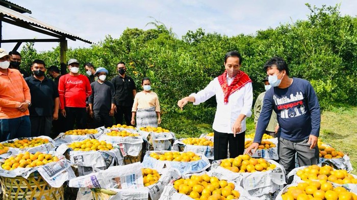 Jokowi Tinjau Kampung Jeruk di Karo