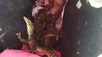 Penyelundupan Reptil Berkedok Paket Dekorasi di Merauke
