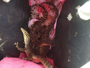 Penyelundupan Reptil Berkedok Paket Dekorasi di Merauke