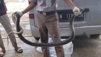 Untuk satwa-satwa yang dilindungi, tidak diperbolehkan untuk dilalulintaskan atau dikomersialkan.