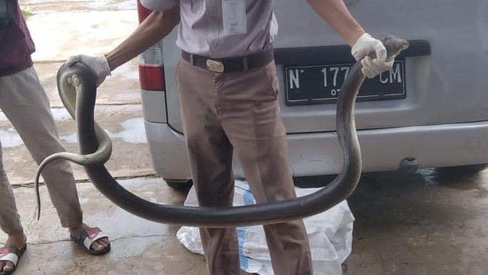 Penyelundupan satwa liar ke luar Papua masih terus terjadi sampai saat ini. Yang terbaru, terjadi di Bandara Mopah, Merauke pada Selasa pagi (1/2).