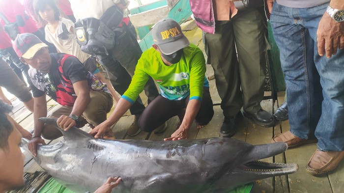 Lumba-lumba betina jenis hidung botol mati saat proses evakuasi dari Sungai Wanggu, Kota Kendari, Sultra.