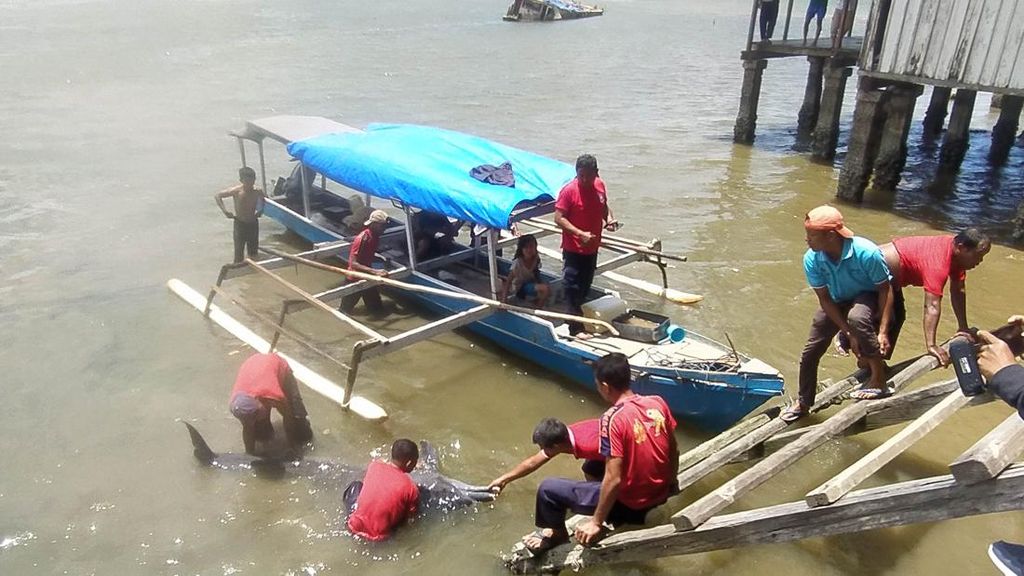 Terdampar di Sungai Wanggu, Lumba-lumba Hidung Botol Mati Saat Dievakuasi