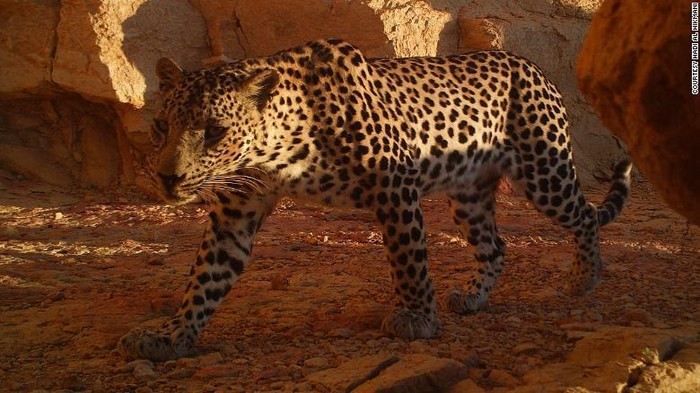 Macan tutul kecil Arab