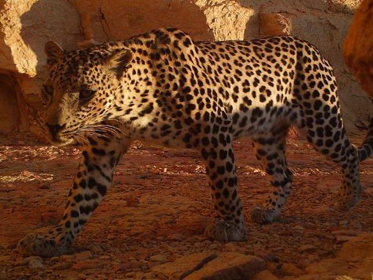 Potret Macan Tutul Paling Langka dan Terkecil di Dunia