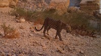 Macan tutul pernah hidup di Semenanjung Arab, tetapi hari ini hanya ada di Oman, Yaman, Arab Saudi dan mungkin Israel karena tidak ada penampakan baru-baru ini di Arab Saudi atau Israel.