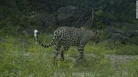Konflik manusia-satwa liar, perburuan spesies mangsanya, dan hilangnya habitat adalah semua faktor dalam penurunan drastis macan tutul Arab.