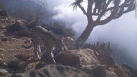 Populasi tunggal terbesar macan tutul terkceil terdiri dari 20 hingga 30 orang dewasa di dalam Cagar Alam Jabal Samhan seluas 4.500 kilometer persegi.