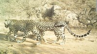 Secara historis, para penggembala meracuni, menembak, dan menjebak macan tutul untuk melindungi ternak mereka. Namun membunuh macan tutul atau mangsanya, seperti kijang Arab atau kijang Arab, kini ilegal di Oman sejak 1976.