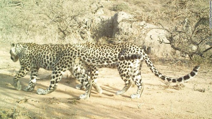 Macan tutul kecil Arab Macan tutul kecil Arab