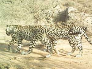 Ternyata Ini Fungsi Belang dan Bintik pada Macan Tutul hingga Zebra