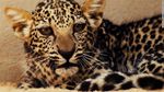 Potret Macan Tutul Paling Langka dan Terkecil di Dunia