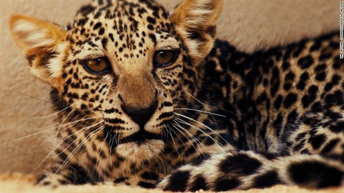 Macan tutul kecil Arab