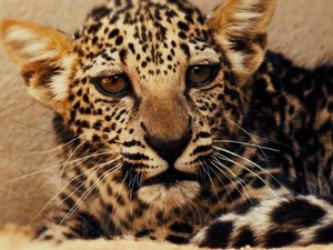 Ini Macan Tutul Paling Langka dan Terkecil di Dunia