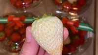 Selain durian, Sisca Kohl dan adiknya Aliyah Kohl juga pernah memesan strawberry seharga Rp 1.200.000. Strawberry tersebut dibeli langsung dari Korea. Foto: TikTok @siscakohl