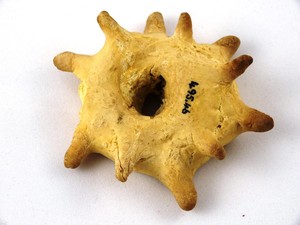 Mirip Donat, Kue dari Kencing Ini Dibuat Untuk Menangkal Penyihir