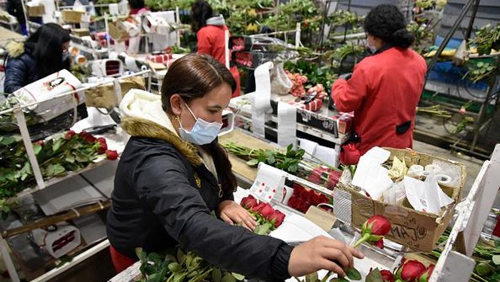 Panen Mawar di Bulan Penuh Cinta CAJICÁ, COLOMBIA - FEBRUARY 01: Workers classify roses to be packaged during a harvesting day at El Redil Roses farm on February 01, 2022 in Cajicá, Colombia. Roses are harvested, selected and packaged to be ready to be sold ahead of and during Valentine's Day. It is expected to export over 650 million flowers mostly to the US market representing a 15% of the yearly exports. The Colombian flower industry had its best year in history during 2021. (Photo by Guillermo Legaria/Getty Images)