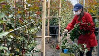 Seorang pekerja memotong mawar selama hari panen di pertanian El Redil Roses di Cajicá, Kolombia, Senin (1/2/2022) waktu setempat.