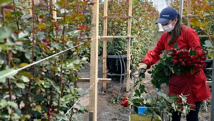 Panen Mawar di Bulan Penuh Cinta CAJICÁ, COLOMBIA - FEBRUARY 01: Workers classify roses to be packaged during a harvesting day at El Redil Roses farm on February 01, 2022 in Cajicá, Colombia. Roses are harvested, selected and packaged to be ready to be sold ahead of and during Valentine's Day. It is expected to export over 650 million flowers mostly to the US market representing a 15% of the yearly exports. The Colombian flower industry had its best year in history during 2021. (Photo by Guillermo Legaria/Getty Images)