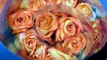 Panen Bunga Mawar Jelang Hari Kasih Sayang