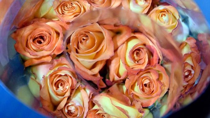 Panen Mawar di Bulan Penuh Cinta CAJICÁ, COLOMBIA - FEBRUARY 01: Workers classify roses to be packaged during a harvesting day at El Redil Roses farm on February 01, 2022 in Cajicá, Colombia. Roses are harvested, selected and packaged to be ready to be sold ahead of and during Valentine's Day. It is expected to export over 650 million flowers mostly to the US market representing a 15% of the yearly exports. The Colombian flower industry had its best year in history during 2021. (Photo by Guillermo Legaria/Getty Images)