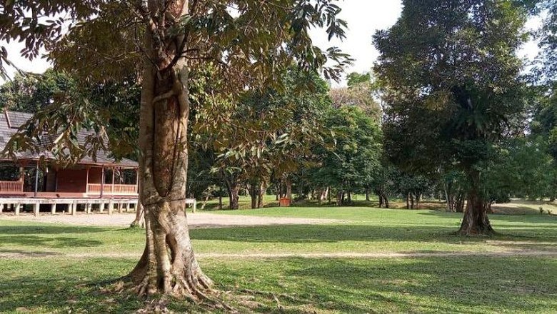 Pohon berpelukan di Candi Muara Jambi