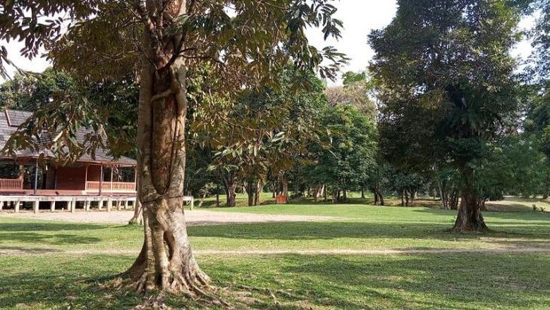 Pohon berpelukan di Candi Muaro Jambi Pohon berpelukan di Candi Muara Jambi