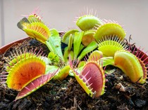 Tanaman Ini Disebut Bisa Menghitung sampai 60, Kok Bisa?