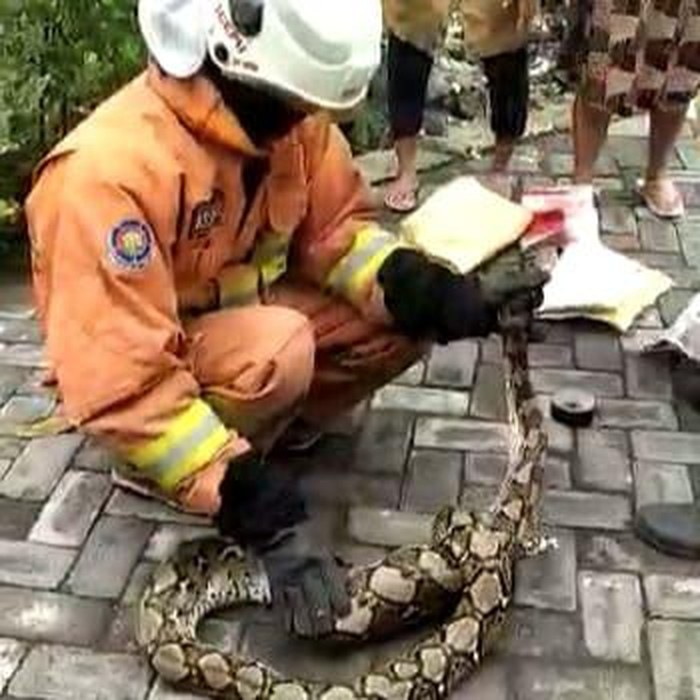 Ular piton ditemukan di Surabaya.