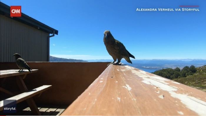 Burung beo curi GoPro