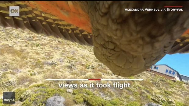 Burung beo curi GoPro