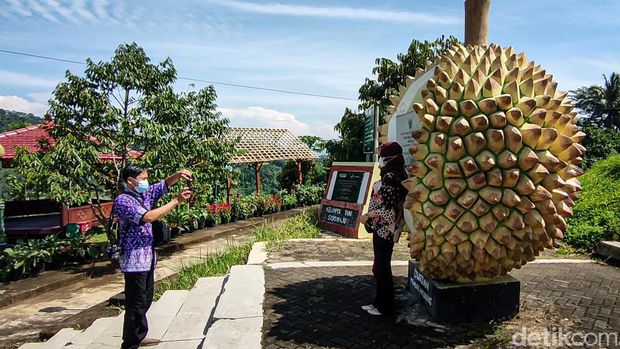 Embung Tonogoro Kulon Progo kini disulap jadi kebun buah premium