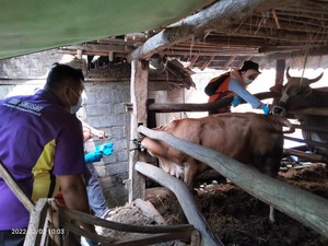 Kementan Terjunkan Tim Khusus untuk Atasi Anthrax di Gunung Kidul