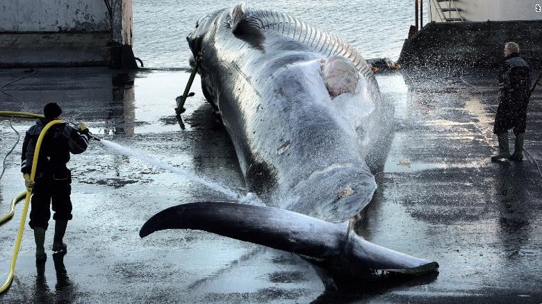 Perburuan paus di Islandia