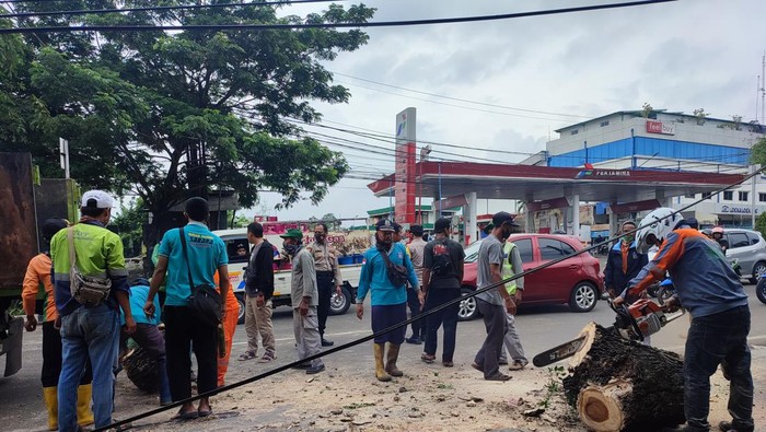 Pohon Tumbang Timpa 2 Mobil di Tangsel