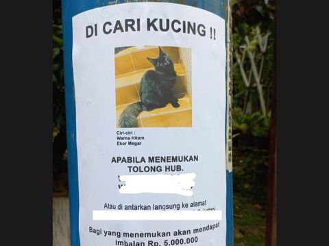 Seorang ibu di Depok diberi imbalan uang senilai Rp 5 juta setelah berhasil menemukan kucing milik warga. Hadiah diberikan karena pemilik menggelar sayembara. (dok Istimewa)