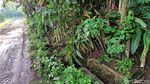 30 Hektar Sawah Hilang Imbas Saluran Irigasi di Sukabumi Rusak