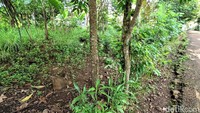 Lili menjelaskan saluran irigasi hanya sampai ke Kampung Cihanjere meskipun juga tidak maksimal, karena aliran air tersendat. Lili memastikan aliran air dari hulu Sungai Cikuya anak Sungai Cicatih cukup besar dan bisa sampai ke lahan pesawahan yang kini kering.   