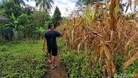 Detikcom menelusuri lahan-lahan yang konon menurut warga dulunya adalah pesawahan, kondisi saat ini hanya berupa tanah kering dan semak-semak. Sebagian lainnya ditanami pohon pisang.  