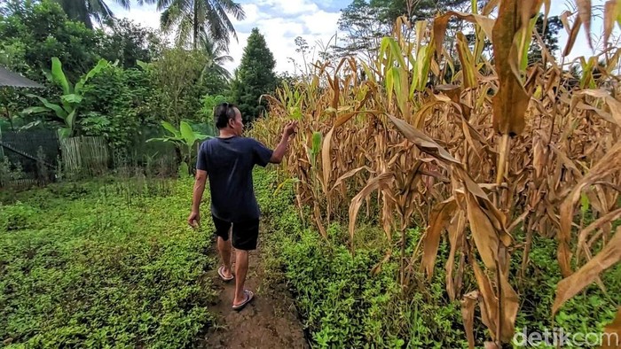 Sedikitnya 30 hektar lahan sawah di Kampung Cilulumpang dan Ciseupan, Desa Kertamukti, Kecamatan Warungkiara, Kabupaten Sukabumi hilang akibat rusaknya saluran irigasi di kawasan tersebut.