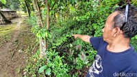 Lili Saepulrohman, tokoh masyarakat Desa Kertamukti, mengatakan sesuai kondisi sawah tadah hujan maka ketika kemarau lahan sawah itu beralih fungsi menjadi kebun singkong dan jagung.  