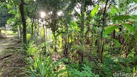 Warga yang dahulunya bertani, kini terpaksa membuka ladang karena lahan sawah menghilang akibat tidak adanya saluran irigasi. Mereka berharap, saluran air irigasi bisa kembali normal dari hulu sampai hilir.  